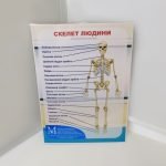 Фото розробки: Лепбук “Людина та її організм”