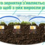 Фото розробки: Презентація “Корінь слова. Спільнокореневі слова”