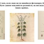 Фото розробки: “Ботанічні замальовки” презентація до уроку образотворчого мистецтва