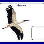 Фото розробки: Дидактична гра «Перелітні чи зимуючі птахи?» (ознайомлення з природою)