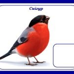 Фото розробки: Дидактична гра «Перелітні чи зимуючі птахи?» (ознайомлення з природою)