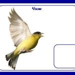 Фото розробки: Дидактична гра «Перелітні чи зимуючі птахи?» (ознайомлення з природою)