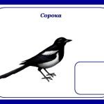 Фото розробки: Дидактична гра «Перелітні чи зимуючі птахи?» (ознайомлення з природою)