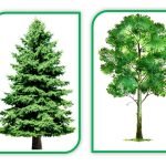 Фото розробки: Дидактична гра “З якого дерева листочок?” (ознайомлення з природою)