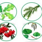 Фото розробки: Дидактична гра “З якого дерева листочок?” (ознайомлення з природою)