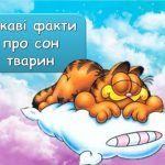 Фото розробки: Презентація “15 березня – Міжнародний день сну”. Виховна година на 26 слайдів