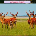 Фото розробки: Презентація “Віртуальна подорож мальовничими куточками України”
