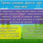 Фото розробки: Презентація “12 квітня – Всесвітній день хом’яка”