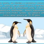 Фото розробки: Презентація “25 квітня – Всесвітній день пінгвінів”