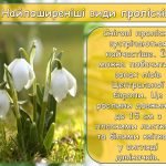 Фото розробки: Презентація “19 квітня – Міжнародний день проліска”