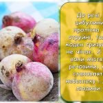 Фото розробки: Презентація “19 квітня – Міжнародний день проліска”