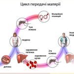 Фото розробки: Презентація “25 квітня – Всесвітній день боротьби з малярією”
