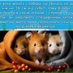 Фото розробки: Презентація “12 квітня – Всесвітній день хом’яка”