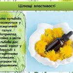 Фото розробки: Презентація “13 травня – Всесвітній день кульбаби”