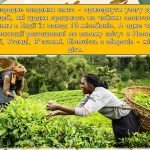 Фото розробки: Презентація “21 травня – Міжнародний день чаю”