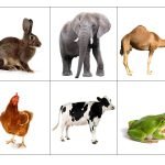 Фото розробки: Коректурні таблиці “Свійські та дикі тварини + завдання до кожної таблиці”