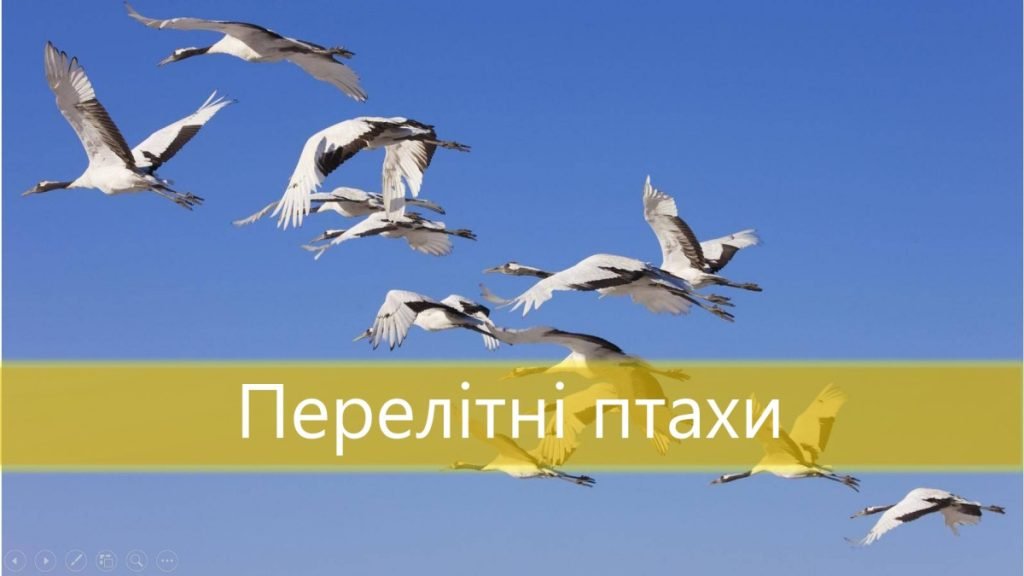 Головне зображення розробки: Презентація “Перелітні птахи”