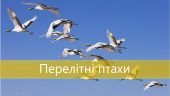 Презентація “Перелітні птахи”