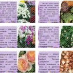 Фото розробки: Презентація на тему “Цікаві факти про квіти” (можна до Міжнародного дня квітки 21 червня)