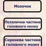 Фото розробки: Картки з завданнями біологія 8 клас