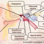 Картки з завданнями біологія 8 клас