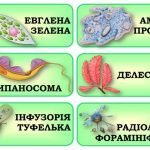 Фото розробки: !!! БІОРІЗНОМАНІТТЯ. КЛАСИФІКАЦІЯ РОСЛИН І ТВАРИН. ТАКСОНИ. СУЧАСНА СИСТЕМАТИКА. 5-11 кл