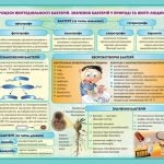 Фото розробки: БАКТЕРІЇ – ПРОКАРІОТИЧНІ ОРГАНІЗМИ. БІОЛОГІЯ В СХЕМАХ, МАЛЮНКАХ І ТАБЛИЦЯХ. ІНФОГРАФІКА до уроків біології. НУШ 7-11 класи