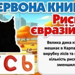 Фото розробки: Міжнародний урок доброти “Гуманне та відповідальне ставлення до тварин.”