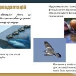 Фото розробки: Загальні закономірності формування адаптацій. Поняття про преадаптацію та постадаптацію.