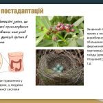 Фото розробки: Загальні закономірності формування адаптацій. Поняття про преадаптацію та постадаптацію.