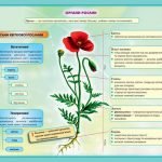 Фото розробки: !!! ОРГАНИ РОСЛИН. КОРІНЬ: БУДОВА ТА ФУНКЦІЇ. ВИДОЗМІНИ КОРЕНЯ. МІНЕРАЛЬНЕ ЖИВЛЕННЯ. ДОБРИВА. БІОЛОГІЯ В СХЕМАХ, МАЛЮНКАХ І ТАБЛИЦЯХ. НУШ 7-11 КЛАСИ