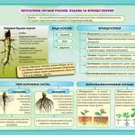 Фото розробки: !!! ОРГАНИ РОСЛИН. КОРІНЬ: БУДОВА ТА ФУНКЦІЇ. ВИДОЗМІНИ КОРЕНЯ. МІНЕРАЛЬНЕ ЖИВЛЕННЯ. ДОБРИВА. БІОЛОГІЯ В СХЕМАХ, МАЛЮНКАХ І ТАБЛИЦЯХ. НУШ 7-11 КЛАСИ