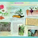 Фото розробки: !!! ОРГАНИ РОСЛИН. КОРІНЬ: БУДОВА ТА ФУНКЦІЇ. ВИДОЗМІНИ КОРЕНЯ. МІНЕРАЛЬНЕ ЖИВЛЕННЯ. ДОБРИВА. БІОЛОГІЯ В СХЕМАХ, МАЛЮНКАХ І ТАБЛИЦЯХ. НУШ 7-11 КЛАСИ