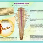 Фото розробки: !!! ОРГАНИ РОСЛИН. КОРІНЬ: БУДОВА ТА ФУНКЦІЇ. ВИДОЗМІНИ КОРЕНЯ. МІНЕРАЛЬНЕ ЖИВЛЕННЯ. ДОБРИВА. БІОЛОГІЯ В СХЕМАХ, МАЛЮНКАХ І ТАБЛИЦЯХ. НУШ 7-11 КЛАСИ