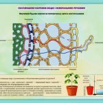 Фото розробки: !!! ОРГАНИ РОСЛИН. КОРІНЬ: БУДОВА ТА ФУНКЦІЇ. ВИДОЗМІНИ КОРЕНЯ. МІНЕРАЛЬНЕ ЖИВЛЕННЯ. ДОБРИВА. БІОЛОГІЯ В СХЕМАХ, МАЛЮНКАХ І ТАБЛИЦЯХ. НУШ 7-11 КЛАСИ
