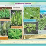 Фото розробки: !!! СПОРОВІ РОСЛИНИ: МОХИ, ПЛАУНИ, ХВОЩІ, ПАПОРОТІ; БУДОВА ТА ЖИТТЄВІ ЦИКЛИ. БІОЛОГІЯ В СХЕМАХ, МАЛЮНКАХ І ТАБЛИЦЯХ. НУШ 7-11 КЛАСИ