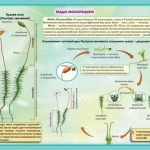 Фото розробки: !!! СПОРОВІ РОСЛИНИ: МОХИ, ПЛАУНИ, ХВОЩІ, ПАПОРОТІ; БУДОВА ТА ЖИТТЄВІ ЦИКЛИ. БІОЛОГІЯ В СХЕМАХ, МАЛЮНКАХ І ТАБЛИЦЯХ. НУШ 7-11 КЛАСИ