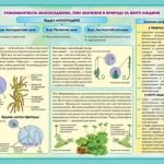 Фото розробки: !!! СПОРОВІ РОСЛИНИ: МОХИ, ПЛАУНИ, ХВОЩІ, ПАПОРОТІ; БУДОВА ТА ЖИТТЄВІ ЦИКЛИ. БІОЛОГІЯ В СХЕМАХ, МАЛЮНКАХ І ТАБЛИЦЯХ. НУШ 7-11 КЛАСИ