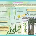 Фото розробки: !!! СПОРОВІ РОСЛИНИ: МОХИ, ПЛАУНИ, ХВОЩІ, ПАПОРОТІ; БУДОВА ТА ЖИТТЄВІ ЦИКЛИ. БІОЛОГІЯ В СХЕМАХ, МАЛЮНКАХ І ТАБЛИЦЯХ. НУШ 7-11 КЛАСИ