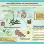 Фото розробки: !!! СПОРОВІ РОСЛИНИ: МОХИ, ПЛАУНИ, ХВОЩІ, ПАПОРОТІ; БУДОВА ТА ЖИТТЄВІ ЦИКЛИ. БІОЛОГІЯ В СХЕМАХ, МАЛЮНКАХ І ТАБЛИЦЯХ. НУШ 7-11 КЛАСИ