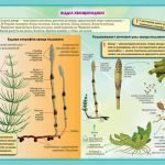 Фото розробки: !!! СПОРОВІ РОСЛИНИ: МОХИ, ПЛАУНИ, ХВОЩІ, ПАПОРОТІ; БУДОВА ТА ЖИТТЄВІ ЦИКЛИ. БІОЛОГІЯ В СХЕМАХ, МАЛЮНКАХ І ТАБЛИЦЯХ. НУШ 7-11 КЛАСИ