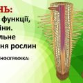 !!! ОРГАНИ РОСЛИН. КОРІНЬ: БУДОВА ТА ФУНКЦІЇ. ВИДОЗМІНИ КОРЕНЯ. МІНЕРАЛЬНЕ ЖИВЛЕННЯ. ДОБРИВА. БІОЛОГІЯ В СХЕМАХ, МАЛЮНКАХ І ТАБЛИЦЯХ. НУШ 7-11 КЛАСИ