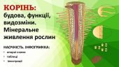 ВЕГЕТАТИВНІ ОРГАНИ РОСЛИН. КОРІНЬ. БІОЛОГІЯ В СХЕМАХ, МАЛЮНКАХ І ТАБЛИЦЯХ. ІНФОГРАФІКА ДО УРОКІВ БІОЛОГІЇ. НУШ 7-11 КЛАСИ