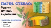 !!! ТКАНИНИ РОСЛИН. ПАГІН. БРУНЬКИ. СТЕБЛО. ВИДОЗМІНИ ПАГОНУ. ТРАНСПОРТ РЕЧОВИН У РОСЛИНІ. БІОЛОГІЯ В СХЕМАХ, МАЛЮНКАХ І ТАБЛИЦЯХ. НУШ 7-11 КЛАСИ