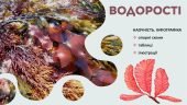 ВОДОРОСТІ. БІОЛОГІЯ В СХЕМАХ, МАЛЮНКАХ І ТАБЛИЦЯХ. ІНФОГРАФІКА ДО УРОКІВ БІОЛОГІЇ. НУШ 7-11 КЛАСИ