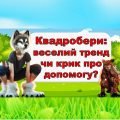 Презентація для батьківських зборів на тему “Квадробери”