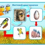 Фото розробки: 12 листопада День синички