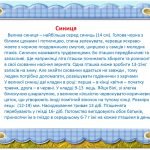 Фото розробки: 12 листопада День синички