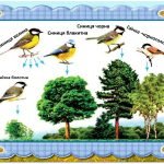 Фото розробки: 12 листопада День синички
