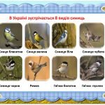 Фото розробки: 12 листопада День синички